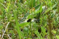 Libelloides coccajus