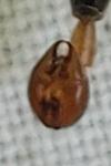 Panorpa germanica