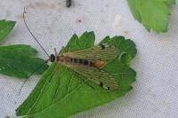 Aulops alpina