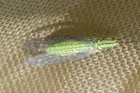Hypochrysa elegans
