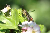 Panorpa vulgaris