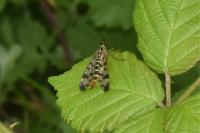 Panorpa vulgaris
