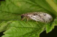 Micromus