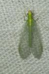 Chrysoperla carnea