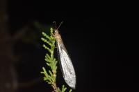 Myrmeleon formicarius