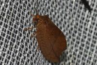 Drepanepteryx phalaenoides