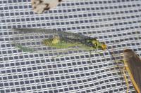 Nothochrysa fulviceps