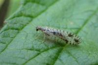 Micromus variegatus