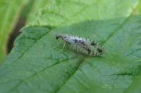 Micromus variegatus