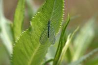 Chrysopa perla