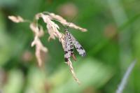 Panorpa communis