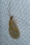 Hemerobius humulinus