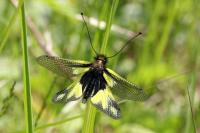 Libelloides coccajus
