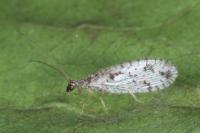 Micromus variegatus