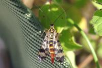 Panorpa vulgaris