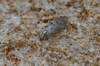 Hemerobius
