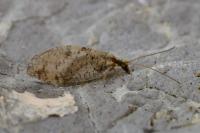 Hemerobius