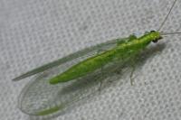 Chrysoperla carnea
