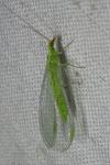 Chrysoperla carnea