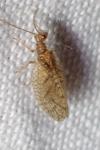 Micromus angulatus