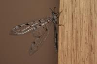 Distoleon tetragrammicus