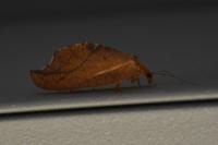Drepanepteryx phalaenoides
