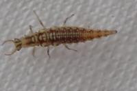 Chrysoperla carnea