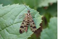 Panorpa vulgaris