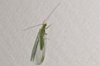 Chrysoperla carnea