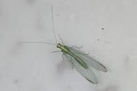 Chrysoperla carnea