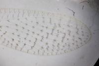 Hemerobius micans