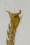 Chrysoperla carnea
