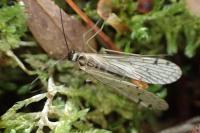 Aulops alpina