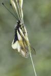 Libelloides coccajus