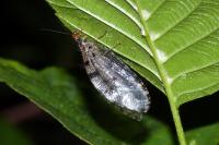 Osmylus fulvicephalus