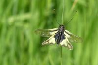 Libelloides coccajus