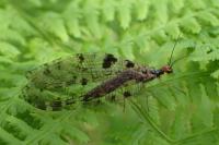 Osmylus fulvicephalus
