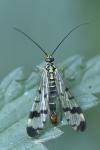 Panorpa communis