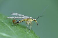 Panorpa communis