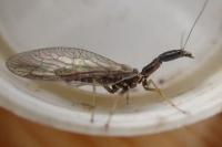Phaeostigma