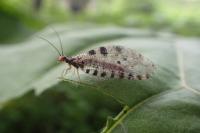 Osmylus fulvicephalus