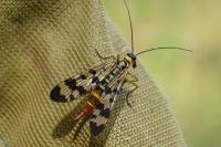 Panorpa vulgaris