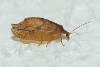 Drepanepteryx phalaenoides