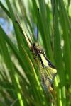 Libelloides coccajus