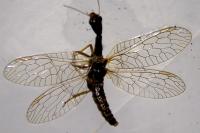 Atlantoraphidia maculicollis