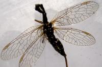 Atlantoraphidia maculicollis