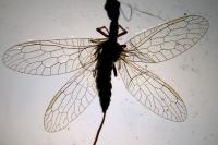 Subilla confinis