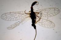 Xanthostigma xanthostigma