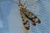 Panorpa vulgaris