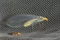 Nothochrysa fulviceps
